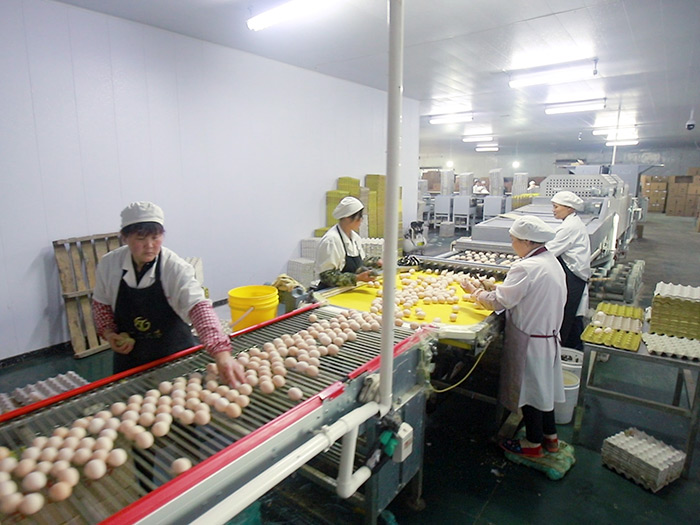 雞蛋(dan)傳輸(shu)