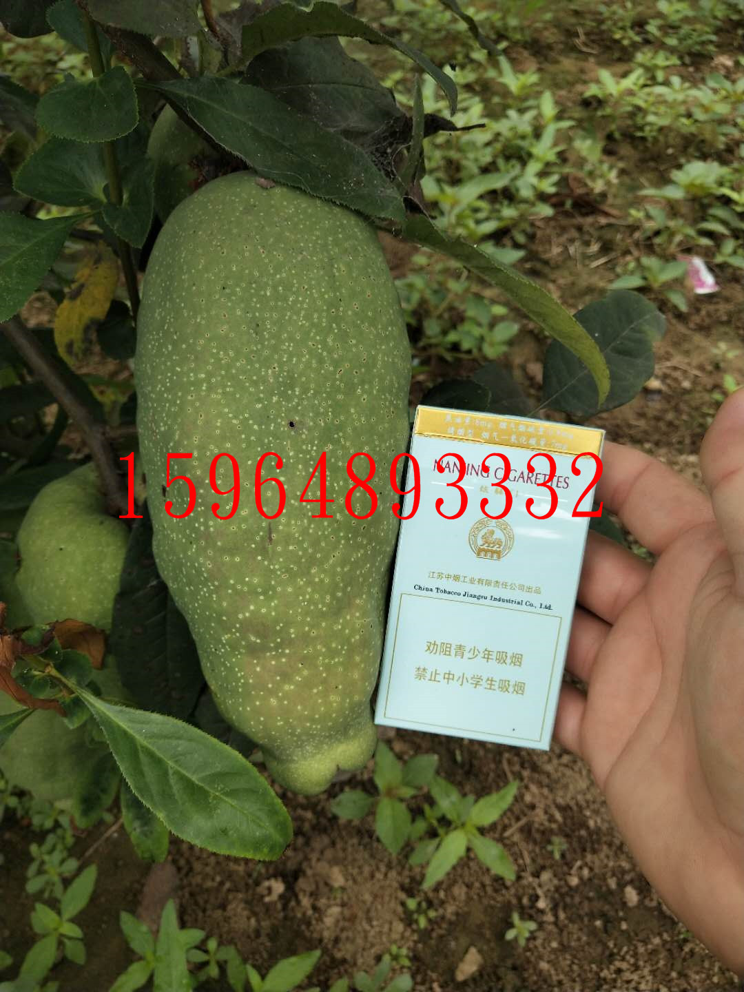 金鼎(ding)木瓜苗