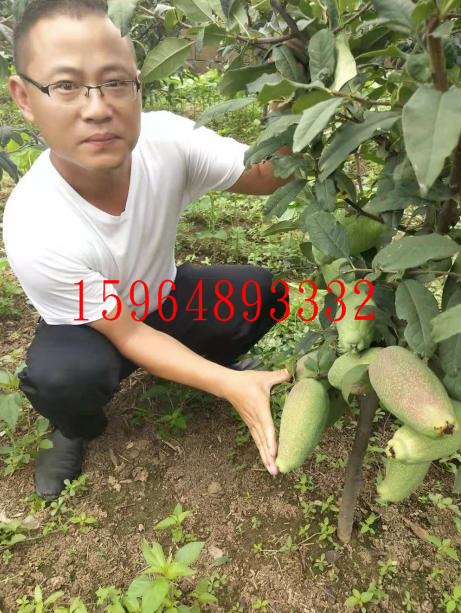 金鼎(ding)木瓜苗
