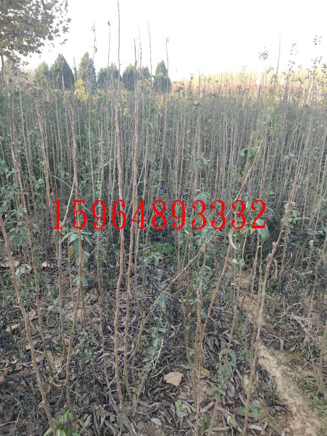 木瓜苗-案例展示