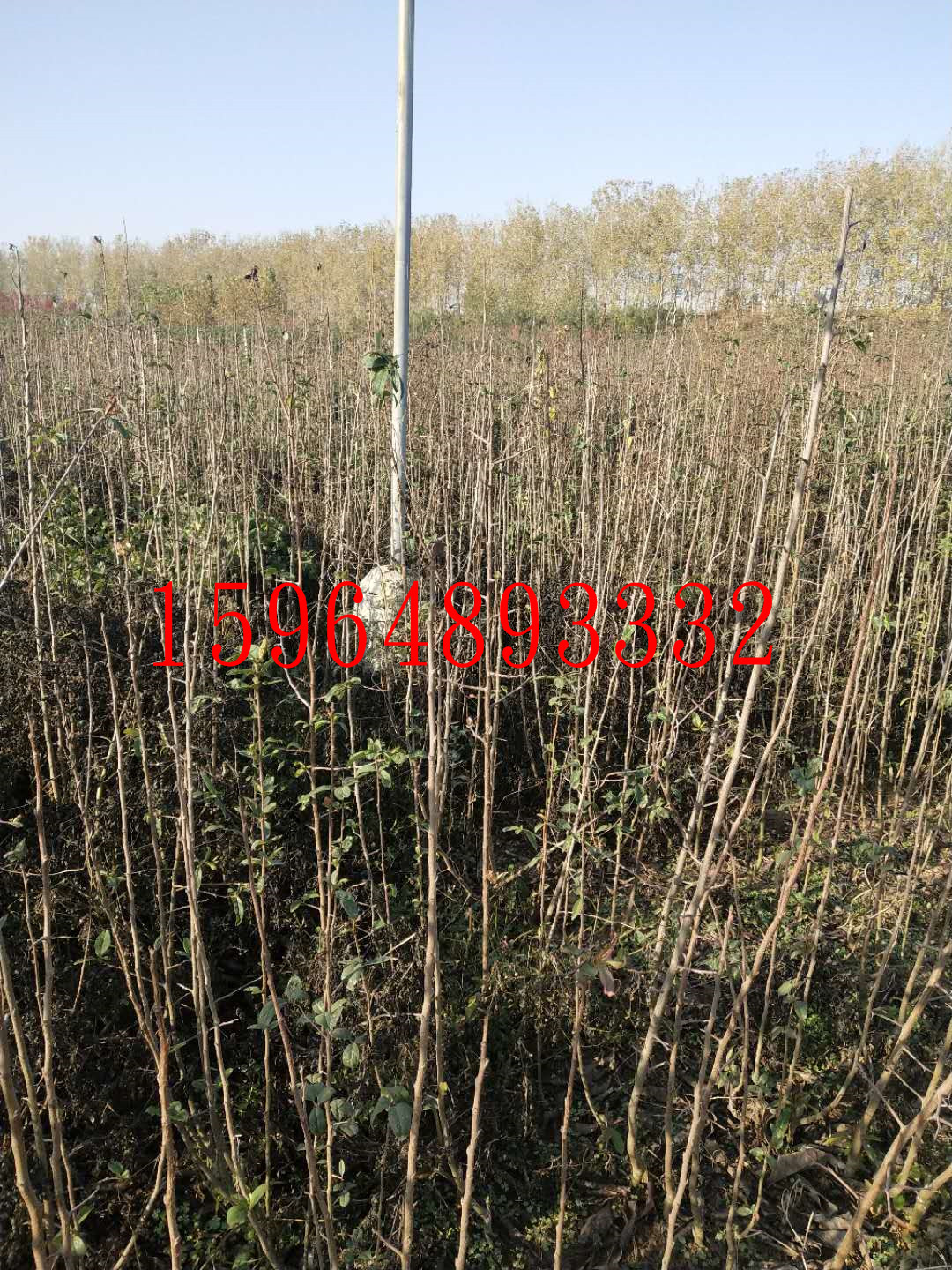 木瓜苗-案例展示