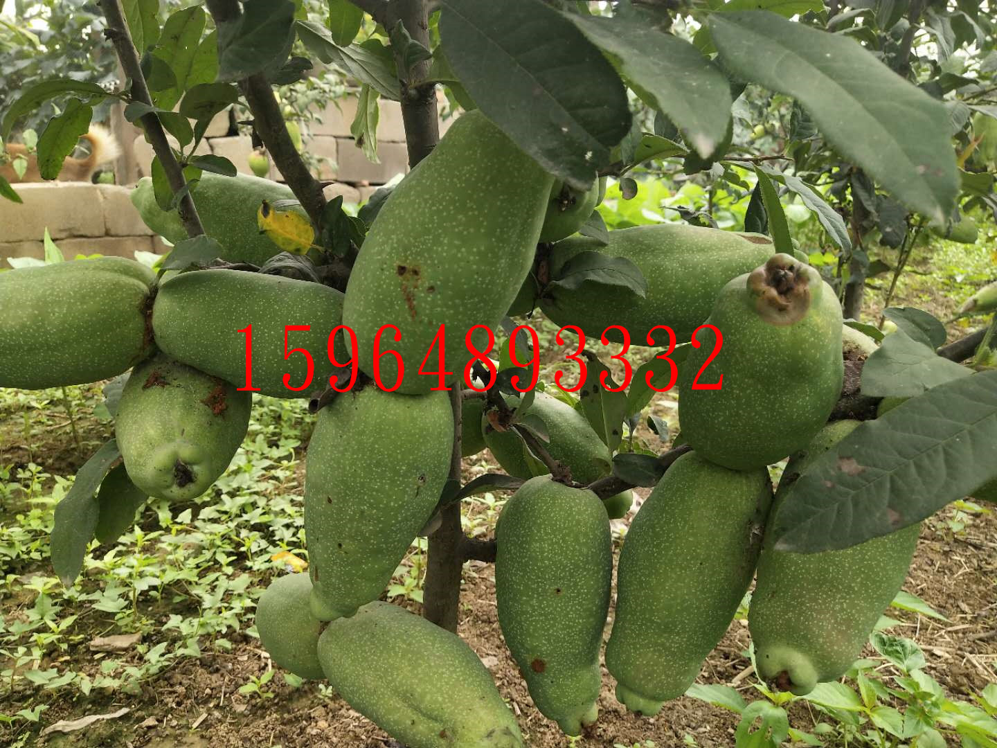 木瓜苗-案例展示