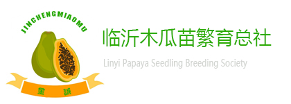 木瓜苗_皺皮木瓜苗_木瓜海棠(tang)-臨(lin)沂木瓜苗繁育(yu)總社